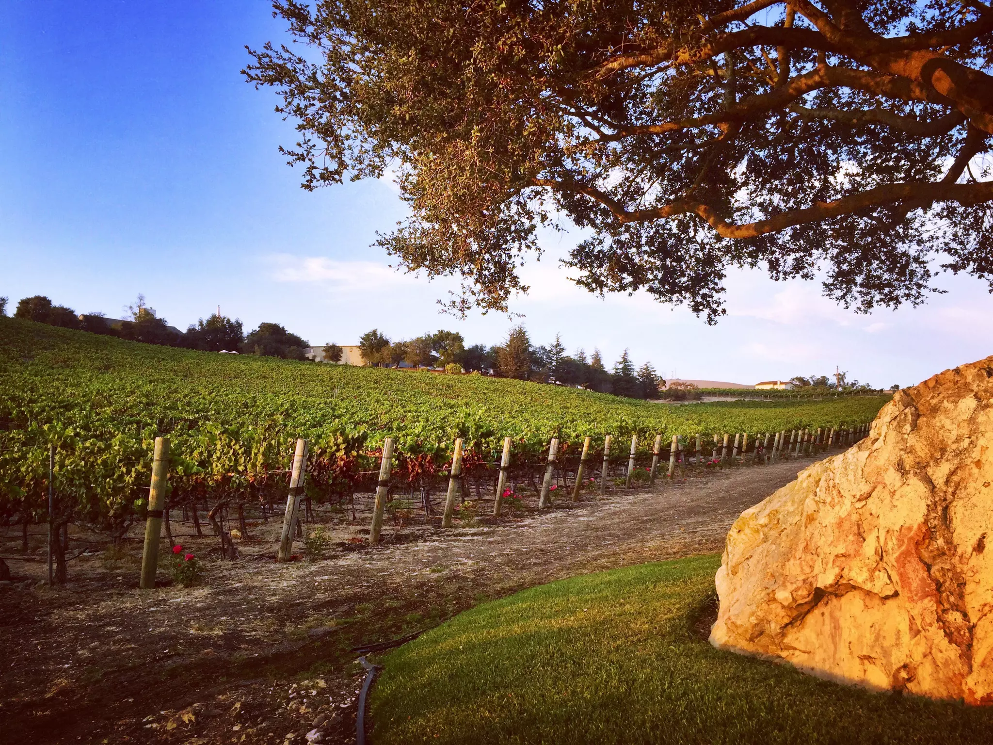 Though The Lens of an iPhone: Pacific Coast Highway