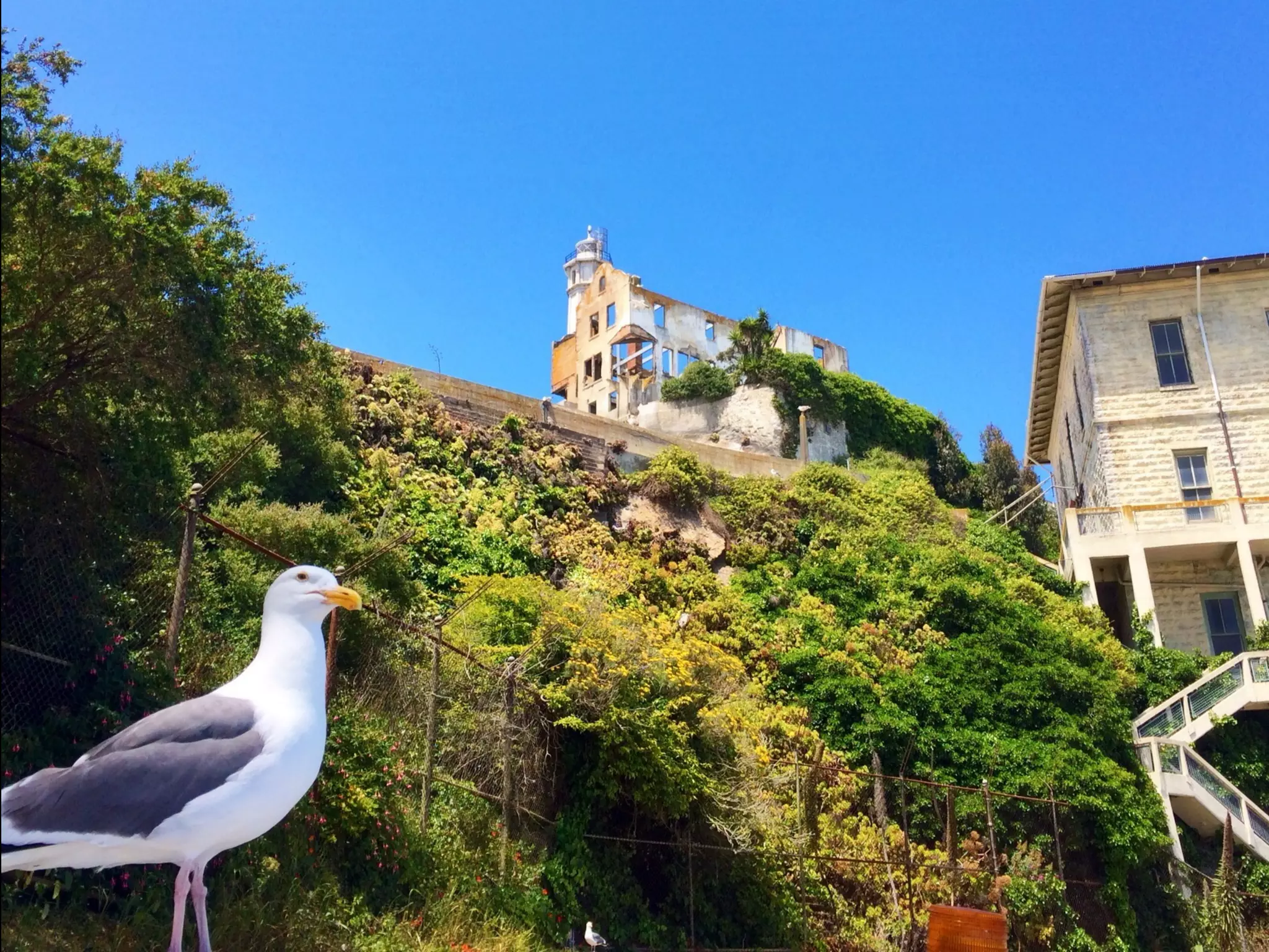 Though The Lens of an iPhone: San Francisco