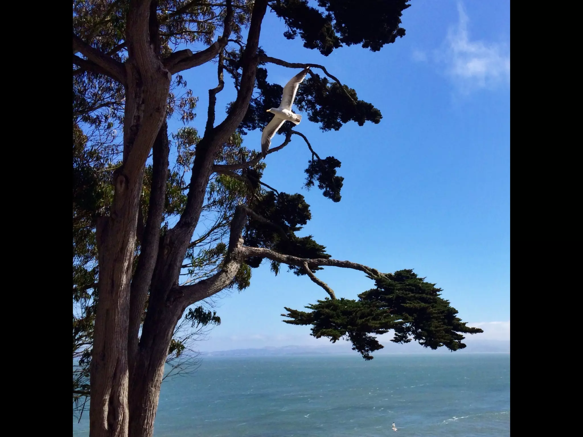 Though The Lens of an iPhone: San Francisco