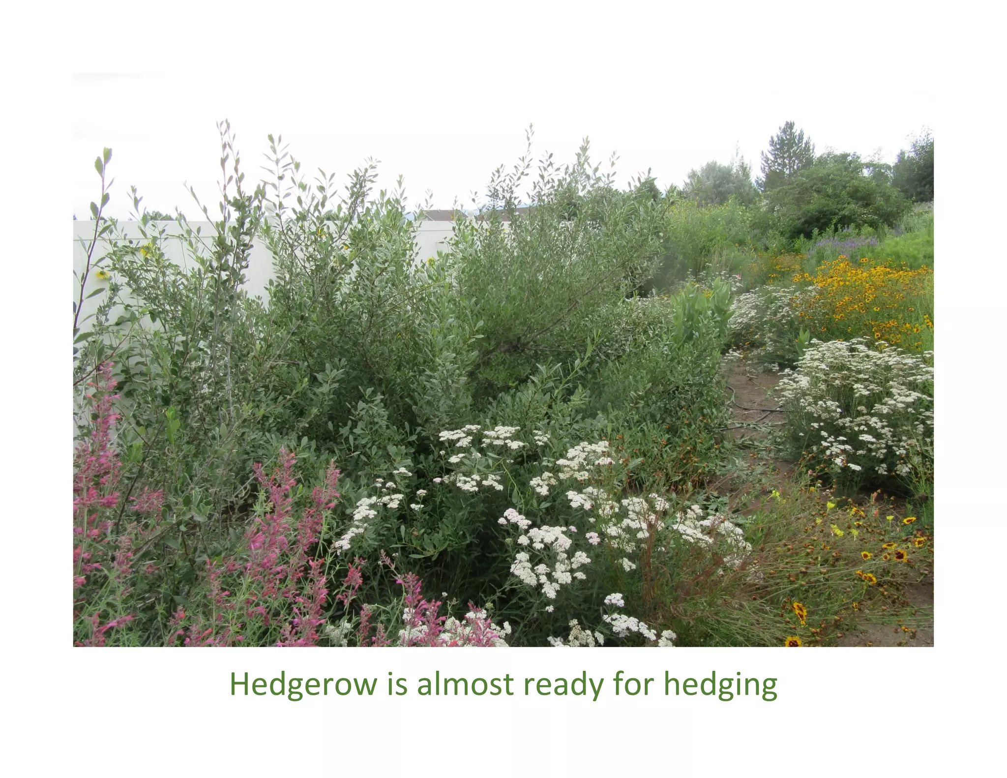 Hedgerow is almost ready for hedging
 