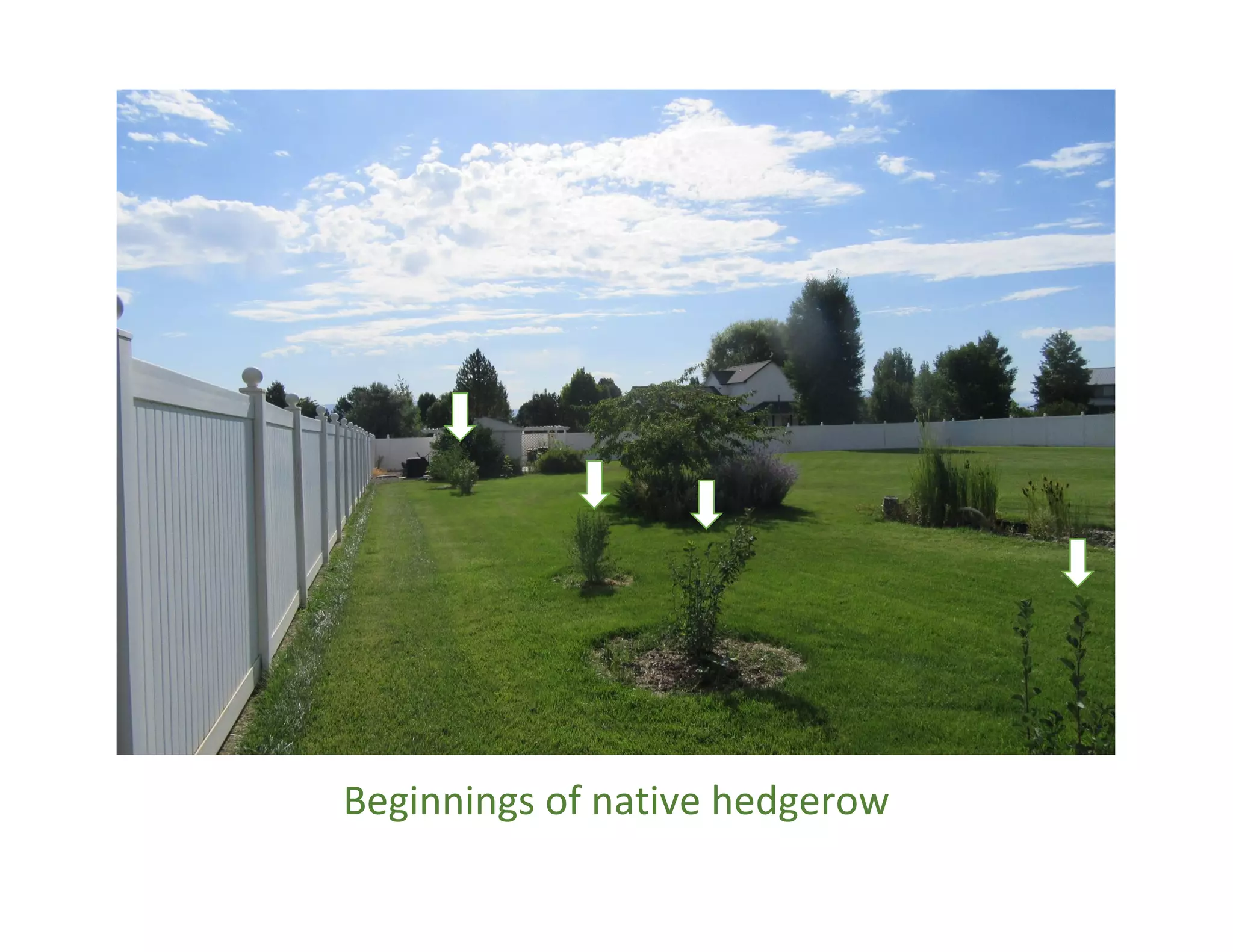 Beginnings of native hedgerow
 