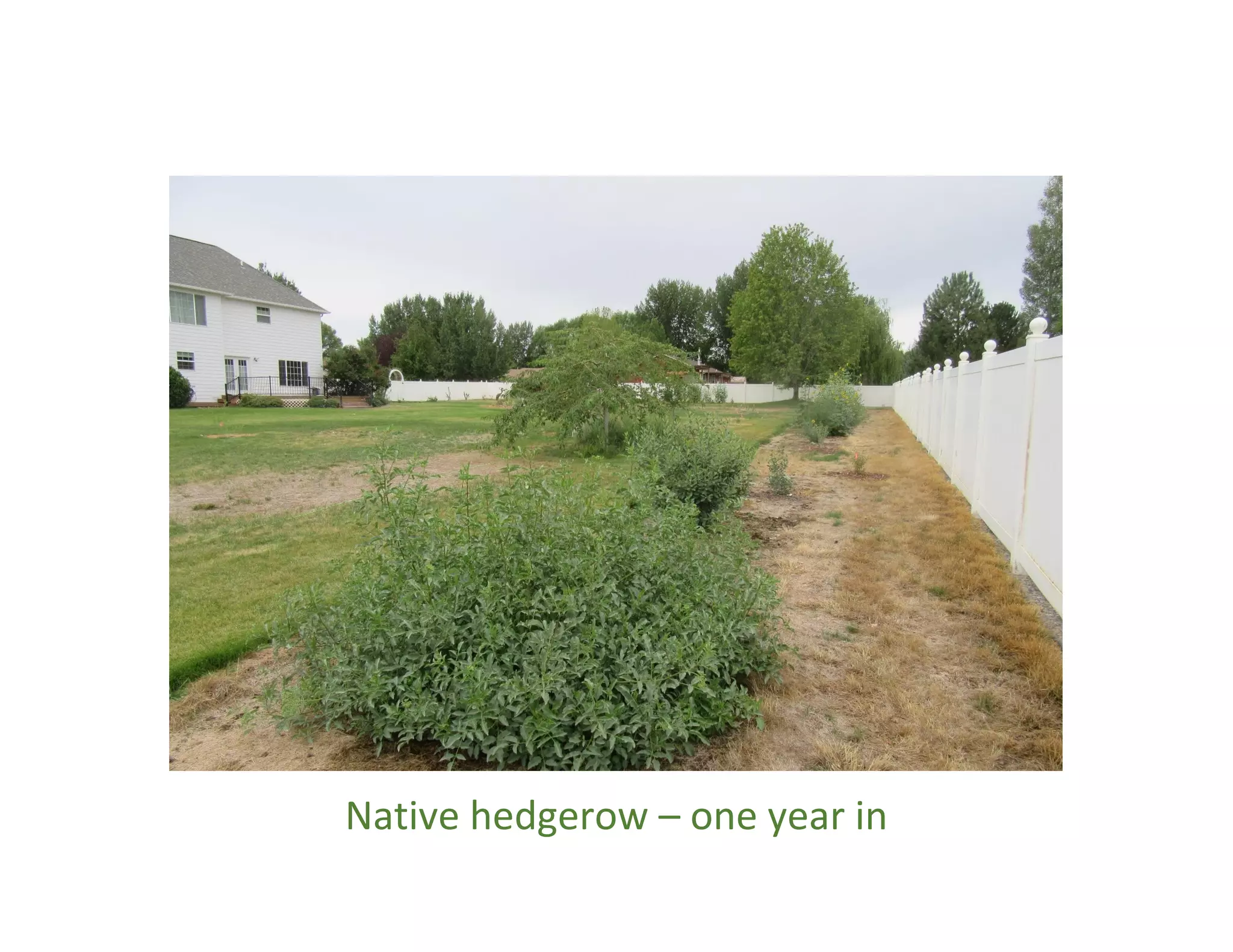 Native hedgerow – one year in
 