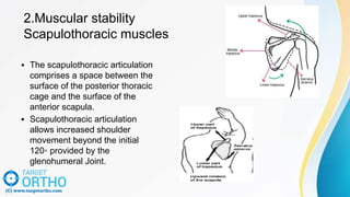 Scapiothorasic Muscles THROWING-BIOMECHANICS-NEW.pdf throwing health care | PDF