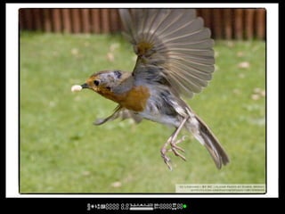 cc licensed ( BY NC ) flickr photo by Chris_Moody:
       http://flickr.com/photos/zpyder/1081930640/
 