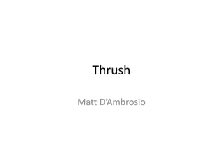 Thrush
Matt D’Ambrosio
 