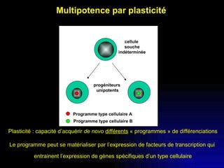 Multipotence par plasticité progéniteurs  unipotents cellule  souche indéterminée Programme type cellulaire B Plasticité : capacité d’acquérir  de novo   différents  « programmes » de différenciations Le programme peut se matérialiser par l’expression de facteurs de transcription qui  entrainent l’expression de gènes spécifiques d’un type cellulaire Programme type cellulaire A 