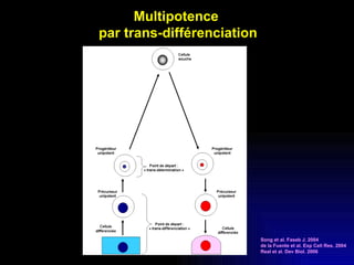 Multipotence  par trans-différenciation Song et al. Faseb J. 2004 de la Fuente et al. Exp Cell Res. 2004 Real et al. Dev Biol. 2006 