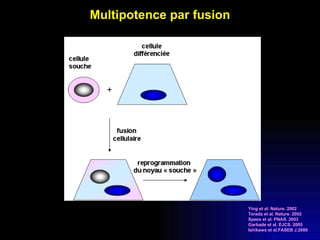 Multipotence par fusion Ying et al. Nature. 2002 Terada et al. Nature. 2002 Spees et al. PNAS. 2003 Garbade et al. EJCS. 2005  Ishikawa et al.FASEB J.2006 
