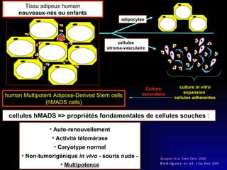 culture  in vitro expansion  cellules adhérentes adipocytes cellules  stroma-vasculaire  Tissu adipeux humain nouveaux-nés ou enfants human Multipotent Adipose-Derived Stem cells (hMADS cells) Culture secondaire Zaragosi et al. Stem Cells. 2006  Rodriguez et al.  J Exp Med. 2005 Auto-renouvellement Activité télomérase Caryotype normal Non-tumorigénique  in vivo  - souris nude - Multipotence cellules hMADS => propriétés fondamentales de cellules souches  : 