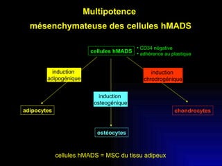 Multipotence  mésenchymateuse des cellules hMADS cellules hMADS adipocytes ostéocytes chondrocytes induction  adipogénique induction  osteogénique induction  chrodrogénique cellules hMADS = MSC du tissu adipeux CD34 négative adhérence au plastique 