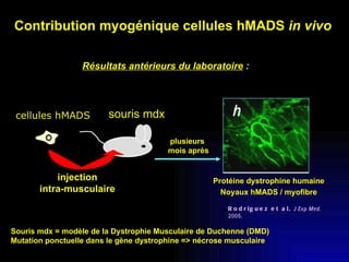Contribution myogénique cellules hMADS  in vivo   cellules hMADS injection intra-musculaire Résultats antérieurs du laboratoire  : Protéine dystrophine humaine Noyaux hMADS / myofibre Rodriguez et al.  J Exp Med . 2005. plusieurs  mois après souris mdx Souris mdx = modèle de la Dystrophie Musculaire de Duchenne (DMD) Mutation ponctuelle dans le gène dystrophine => nécrose musculaire 