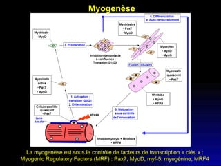 Myogenèse La myogenèse est sous le contrôle de facteurs de transcription « clés » : Myogenic Regulatory Factors (MRF) : Pax7, MyoD, myf-5, myogénine, MRF4 