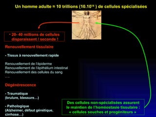 Renouvellement tissulaire - Tissus à renouvellement rapide Renouvellement de l’épiderme Renouvellement de l’épithélium intestinal Renouvellement des cellules du sang … . Dégénérescence   - Traumatique  (brulure, blessure…) - Pathologique  (Alzheimer, défaut génétique,  cirrhose…) Des cellules non-spécialisées assurent le maintien de l’homéostasie tissulaire : « cellules souches et progéniteurs »  Un homme adulte ≈ 10 trillions (10.10 18  ) de cellules spécialisées 20- 40 millions de cellules disparaissent / seconde ! 