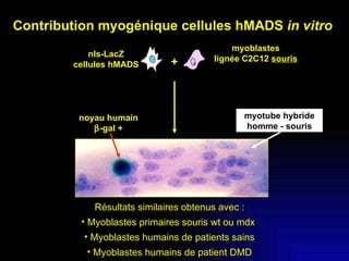 nls-LacZ cellules hMADS myoblastes  lignée C2C12  souris + noyau humain  -gal + myotube hybride homme - souris Résultats similaires obtenus avec : Myoblastes primaires souris wt ou mdx  Myoblastes humains de patients sains Myoblastes humains de patient DMD Contribution myogénique cellules hMADS  in vitro   