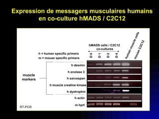 Expression de messagers musculaires humains en co-culture hMADS / C2C12 D 0 D 1 D 2 D 4 hMADS cells / C2C12  co-cultures h = human specific primers m = mouse specific primers h sarcospan h dystrophin h muscle creatine kinase h enolase 3 h desmin h actin m hprt muscle  markers human muscle cells mouse C2C12 RT-PCR 