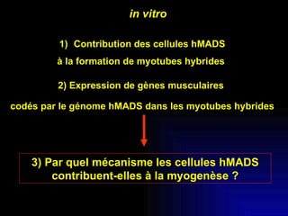 3) Par quel mécanisme les cellules hMADS contribuent-elles à la myogenèse ? Contribution des cellules hMADS à la formation de myotubes hybrides  2) Expression de gènes musculaires  codés par le génome hMADS dans les myotubes hybrides in vitro 