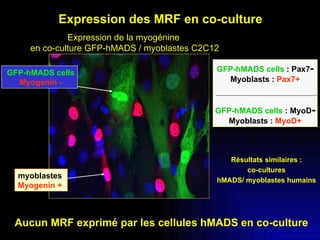 myoblastes   Myogenin +   Expression de la myogénine  en co-culture GFP-hMADS / myoblastes C2C12 GFP-hMADS cells Myogenin - Aucun MRF exprimé par les cellules hMADS en co-culture Expression des MRF en co-culture  GFP-hMADS cells   :   Pax7 - Myoblasts :  Pax7+ GFP-hMADS cells   :   MyoD -   Myoblasts   :  MyoD+ Résultats similaires : co-cultures hMADS/ myoblastes humains 