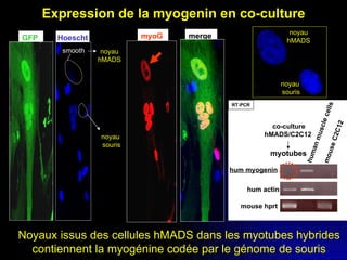 Expression de la myogenin en co-culture GFP   noyau  hMADS  Hoescht  smooth noyau  souris merge  myoG   Noyaux issus des cellules hMADS dans les myotubes hybrides contiennent la myogénine codée par le génome de souris noyau  hMADS  noyau  souris hum myogenin hum actin mouse hprt co-culture hMADS/C2C12  myotubes RT-PCR human muscle cells mouse C2C12 
