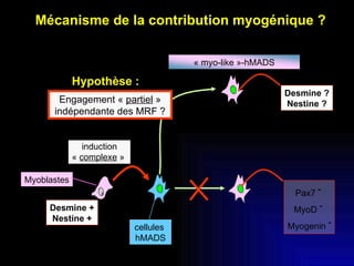 Mécanisme de la contribution myogénique ? cellules  hMADS Myoblastes induction «  complexe  »  Engagement «  partiel  » indépendante des MRF ? Hypothèse : Pax7  -   MyoD  -   Myogenin  - Desmine + Nestine + « myo-like »-hMADS Desmine ? Nestine ? 