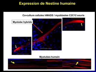 Expression de Nestine humaine Co-culture cellules hMADS / myoblastes C2C12 souris Myotube hybride Myotubes   humain * * * * 