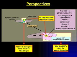 Perspectives Expression  gènes musculaires :  sarcoglycan   + dystrophin + nestin + sarcospan + desmin + enolase3 + muscle creatin kinase + myotube MRFs ( myogenin, herculin, MEFs ) Rôle des MRFs dans  la reprogrammation Facteurs impliqués dans la fusion hétérologue reprogrammation approche globale Myogenin-expressing  myoblasts hMADS cells cellular fusion 