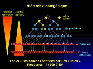progéniteur précurseur cellule différenciée cellule  souche Hiérarchie ontogénique Potentiel  régénératif Les cellules souches sont des cellules « rares » Fréquence : 1 / 500 à 10 8   Identité tissulaire 