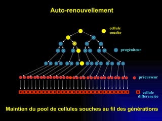progéniteur précurseur cellule différenciée cellule  souche Auto-renouvellement Maintien du pool de cellules souches au fil des générations  