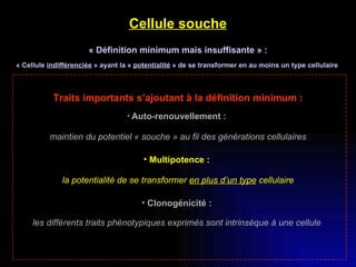 Cellule souche « Définition minimum mais insuffisante » : « Cellule  indifférenciée  » ayant la «  potentialité  » de se transformer en au moins un type cellulaire  Traits importants s’ajoutant à la définition minimum : Auto-renouvellement :   maintien du potentiel « souche » au fil des générations cellulaires Multipotence :  la potentialité de se transformer  en plus d’un type  cellulaire Clonogénicité :  les différents traits phénotypiques exprimés sont intrinsèque à une cellule   