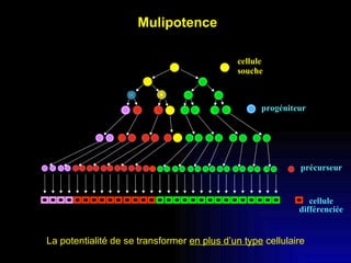 progéniteur précurseur cellule différenciée cellule  souche Mulipotence La potentialité de se transformer  en plus d’un type  cellulaire 