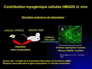 Contribution myogénique cellules hMADS  in vivo   cellules hMADS injection intra-musculaire Résultats antérieurs du labora...