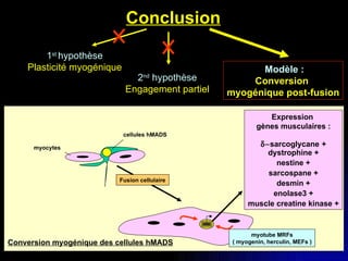 Conclusion 2 nd  hypothèse Engagement partiel 1 st  hypothèse Plasticité myogénique Modèle : Conversion  myogénique post-f...