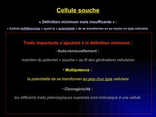 <ul><li>Cellule souche </li></ul><ul><li>« Définition minimum mais insuffisante » : </li></ul><ul><li>« Cellule  indiffére...