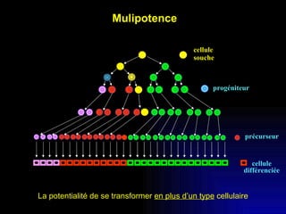 progéniteur précurseur cellule différenciée cellule  souche Mulipotence La potentialité de se transformer  en plus d’un ty...