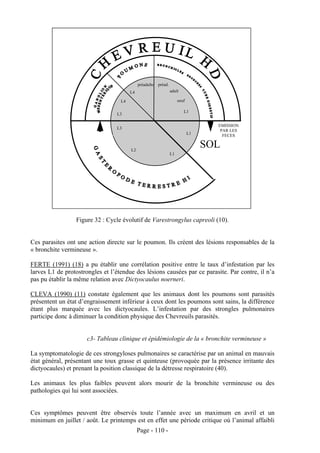 préadulte   préad.
                                        L4                        adult

                                   L4                                  oeuf

                                                                          L1
                                  L3

                                                                                     EMISSION
                                  L3
                                                                                      PAR LES
                                                                              L1       FECES


                                        L2
                                                                                   SOL
                                                                  L1




                 Figure 32 : Cycle évolutif de Varestrongylus capreoli (10).


Ces parasites ont une action directe sur le poumon. Ils créent des lésions responsables de la
« bronchite vermineuse ».

FERTE (1991) (18) a pu établir une corrélation positive entre le taux d’infestation par les
larves L1 de protostrongles et l’étendue des lésions causées par ce parasite. Par contre, il n’a
pas pu établir la même relation avec Dictyocaulus noerneri.

CLEVA (1990) (11) constate également que les animaux dont les poumons sont parasités
présentent un état d’engraissement inférieur à ceux dont les poumons sont sains, la différence
étant plus marquée avec les dictyocaules. L’infestation par des strongles pulmonaires
participe donc à diminuer la condition physique des Chevreuils parasités.


                      c3- Tableau clinique et épidémiologie de la « bronchite vermineuse »

La symptomatologie de ces strongyloses pulmonaires se caractérise par un animal en mauvais
état général, présentant une toux grasse et quinteuse (provoquée par la présence irritante des
dictyocaules) et prenant la position classique de la détresse respiratoire (40).

Les animaux les plus faibles peuvent alors mourir de la bronchite vermineuse ou des
pathologies qui lui sont associées.


Ces symptômes peuvent être observés toute l’année avec un maximum en avril et un
minimum en juillet / août. Le printemps est en effet une période critique où l’animal affaibli
                                             Page - 110 -
 