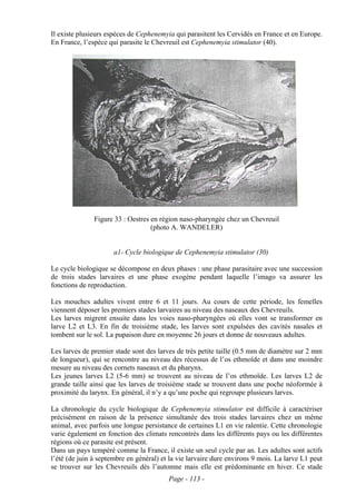 Il existe plusieurs espèces de Cephenemyia qui parasitent les Cervidés en France et en Europe.
En France, l’espèce qui parasite le Chevreuil est Cephenemyia stimulator (40).




               Figure 33 : Oestres en région naso-pharyngée chez un Chevreuil
                                   (photo A. WANDELER)


                      a1- Cycle biologique de Cephenemyia stimulator (30)

Le cycle biologique se décompose en deux phases : une phase parasitaire avec une succession
de trois stades larvaires et une phase exogène pendant laquelle l’imago va assurer les
fonctions de reproduction.

Les mouches adultes vivent entre 6 et 11 jours. Au cours de cette période, les femelles
viennent déposer les premiers stades larvaires au niveau des naseaux des Chevreuils.
Les larves migrent ensuite dans les voies naso-pharyngées où elles vont se transformer en
larve L2 et L3. En fin de troisième stade, les larves sont expulsées des cavités nasales et
tombent sur le sol. La pupaison dure en moyenne 26 jours et donne de nouveaux adultes.

Les larves de premier stade sont des larves de très petite taille (0.5 mm de diamètre sur 2 mm
de longueur), qui se rencontre au niveau des récessus de l’os ethmoïde et dans une moindre
mesure au niveau des cornets naseaux et du pharynx.
Les jeunes larves L2 (5-6 mm) se trouvent au niveau de l’os ethmoïde. Les larves L2 de
grande taille ainsi que les larves de troisième stade se trouvent dans une poche néoformée à
proximité du larynx. En général, il n’y a qu’une poche qui regroupe plusieurs larves.

La chronologie du cycle biologique de Cephenemyia stimulator est difficile à caractériser
précisément en raison de la présence simultanée des trois stades larvaires chez un même
animal, avec parfois une longue persistance de certaines L1 en vie ralentie. Cette chronologie
varie également en fonction des climats rencontrés dans les différents pays ou les différentes
régions où ce parasite est présent.
Dans un pays tempéré comme la France, il existe un seul cycle par an. Les adultes sont actifs
l’été (de juin à septembre en général) et la vie larvaire dure environs 9 mois. La larve L1 peut
se trouver sur les Chevreuils dès l’automne mais elle est prédominante en hiver. Ce stade
                                         Page - 113 -
 