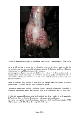 Figure 34 : Chevreuil présentant un parasitisme massif par des varrons (photo G. CACARD)


La larve L1, arrivée au terme de sa migration, passe au deuxième stade larvaire. La
réorganisation de son tube digestif, qui devient continu de l’intestin antérieur à l’intestin
postérieur, permet une libération massive des protéases.
Ce relargage massif provoque une lyse du tissu sous-cutané et du derme, aboutissant à la
formation d’un pertuis nécessaire à la respiration aérobie des stades larvaires II et III. Les
larves se trouvent alors chacune dans un nodule sous-cutané. A ce stade, les larves sont aussi
appelées « varons ».

En fin de troisième stade larvaire, la larve quitte son hôte par effraction cutanée et se laisse
tomber au sol. La cuticule durcit et il y a formation de la pupe.

La durée de pupaison est soumise à différents facteurs comme la température, l’humidité, et
peut être le rayonnement solaire. Celle-ci varie entre 26 et 32 jours mais peut être supérieure.


Il existe de grandes différences entre la chronologie des divers stades du cycle parasitaire
d’Hypoderma diana en fonction des pays voire même des régions de France.
Les varons sont signalés principalement de mi-décembre à fin février. Dans son étude, MAES
(30) les signale dès le début d’octobre jusqu’à la fin février.




                                         Page - 116 -
 