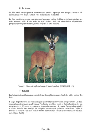 2- Le pelage

Sa robe est de couleur grise en hiver et rousse en été. Le passage d’un pelage à l’autre se fait
au moyen de deux mues, l’une en avril-mai et l’autre en octobre.

Le faon possède un pelage caractéristique brun-roux tacheté de blanc et de jaune pendant ses
trois premiers mois. Il est alors dit « en livrée ». Puis ces mouchetures disparaissent
progressivement permettant au jeune d’acquérir sa robe d’adulte.




           Figure 1 : Chevreuil mâle ou brocard (photo Manfred DANEGGER (5))

             3- Les bois

Les bois constituent la marque essentielle du dimorphisme sexuel. Seuls les mâles portent des
bois.

Il s’agit de productions osseuses caduques qui tombent et repoussent chaque année. Les bois
se développent sur deux apophyses de l’os frontal appelés « pivots ». Ils tombent tous les ans
entre octobre et décembre et repoussent progressivement en 2 à 3 mois. Ils sont alors appelés
« velours » car ils sont protégés par une peau recouverte de poils fins. A la fin de l’hiver, le
brocard va « frayer » ses bois c’est-à-dire les dépouiller du velours et ainsi retrouver des bois
durs (figure 2 et 3).




                                          Page - 14 -
 