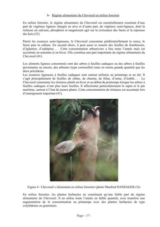 b- Régime alimentaire du Chevreuil en milieu forestier

En milieu forestier, le régime alimentaire du Chevreuil est essentiellement constitué d’une
part de végétaux ligneux chargés en sève et d’autre part, de végétaux semi-ligneux, dont la
richesse en calcium, phosphore et magnésium agit sur la croissance des faons et la repousse
des bois (52).

Parmi les essences semi-ligneuses, le Chevreuil consomme préférentiellement la ronce, le
lierre puis la callune. En second choix, il peut aussi se nourrir des feuilles de framboisier,
d’églantier, d’aubépine… . Cette consommation arbustivore a lieu toute l’année mais est
accentuée en automne et en hiver. Elle constitue une part importante du régime alimentaire du
Chevreuil (41).

Les aliments ligneux consommés sont des arbres à feuilles caduques ou des arbres à feuilles
persistantes ou encore, des arbustes (type cornouiller) mais en moins grande quantité que les
deux précédents.
Les essences ligneuses à feuilles caduques sont surtout utilisées au printemps et en été. Il
s’agit principalement de feuilles de chêne, de charme, de frêne, d’orme, d’érable… . Le
Chevreuil consomme les résineux plutôt en hiver et au début du printemps lorsque les arbres à
feuilles caduques n’ont plus leurs feuilles. Il affectionne particulièrement le sapin et le pin
maritime, surtout à l’état de jeunes plants. Cette consommation de résineux est accentuée lors
d’enneigement important (41).




   Figure 4 : Chevreuil s’alimentant en milieu forestier (photo Manfred DANEGGER (5))

En milieu forestier, les plantes herbacées ne constituent qu’une faible part du régime
alimentaire du Chevreuil. Il en utilise toute l’année en faible quantité, avec toutefois une
augmentation de la consommation au printemps avec des plantes herbacées de type
cotylédones ou graminées.


                                         Page - 17 -
 