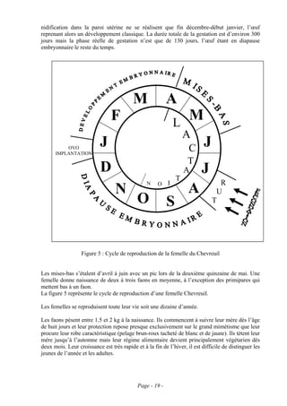 nidification dans la paroi utérine ne se réalisent que fin décembre-début janvier, l’œuf
reprenant alors un développement classique. La durée totale de la gestation est d’environ 300
jours mais la phase réelle de gestation n’est que de 130 jours, l’œuf étant en diapause
embryonnaire le reste du temps.




                                          M               A
                                F                             L
                                                                    M
                                                                  A
          OVO
                           J                                        C      J
      IMPLANTATION
                                                                   T
                           D                                      A       J
                                                              T
                                                N    O    I                      R
                                  N                                A            U
                                            O             S                    T




                  Figure 5 : Cycle de reproduction de la femelle du Chevreuil


Les mises-bas s’étalent d’avril à juin avec un pic lors de la deuxième quinzaine de mai. Une
femelle donne naissance de deux à trois faons en moyenne, à l’exception des primipares qui
mettent bas à un faon.
La figure 5 représente le cycle de reproduction d’une femelle Chevreuil.

Les femelles se reproduisent toute leur vie soit une dizaine d’année.

Les faons pèsent entre 1.5 et 2 kg à la naissance. Ils commencent à suivre leur mère dès l’âge
de huit jours et leur protection repose presque exclusivement sur le grand mimétisme que leur
procure leur robe caractéristique (pelage brun-roux tacheté de blanc et de jaune). Ils tètent leur
mère jusqu’à l’automne mais leur régime alimentaire devient principalement végétarien dès
deux mois. Leur croissance est très rapide et à la fin de l’hiver, il est difficile de distinguer les
jeunes de l’année et les adultes.




                                            Page - 19 -
 