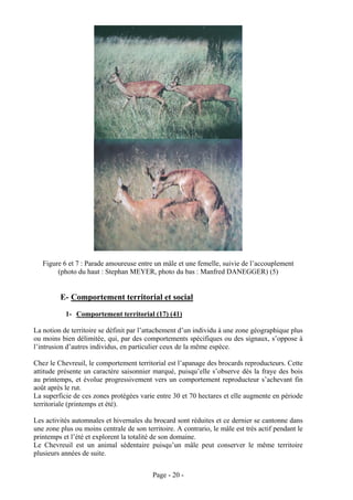 Figure 6 et 7 : Parade amoureuse entre un mâle et une femelle, suivie de l’accouplement
        (photo du haut : Stephan MEYER, photo du bas : Manfred DANEGGER) (5)


         E- Comportement territorial et social
           1- Comportement territorial (17) (41)

La notion de territoire se définit par l’attachement d’un individu à une zone géographique plus
ou moins bien délimitée, qui, par des comportements spécifiques ou des signaux, s’oppose à
l’intrusion d’autres individus, en particulier ceux de la même espèce.

Chez le Chevreuil, le comportement territorial est l’apanage des brocards reproducteurs. Cette
attitude présente un caractère saisonnier marqué, puisqu’elle s’observe dès la fraye des bois
au printemps, et évolue progressivement vers un comportement reproducteur s’achevant fin
août après le rut.
La superficie de ces zones protégées varie entre 30 et 70 hectares et elle augmente en période
territoriale (printemps et été).

Les activités automnales et hivernales du brocard sont réduites et ce dernier se cantonne dans
une zone plus ou moins centrale de son territoire. A contrario, le mâle est très actif pendant le
printemps et l’été et explorent la totalité de son domaine.
Le Chevreuil est un animal sédentaire puisqu’un mâle peut conserver le même territoire
plusieurs années de suite.


                                          Page - 20 -
 