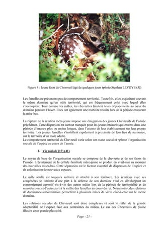 Figure 8 : Jeune faon de Chevreuil âgé de quelques jours (photo Stephan LEVOYE (5))


Les femelles ne présentent pas de comportement territorial. Toutefois, elles exploitent souvent
le même domaine qu’un mâle territorial, qui est fréquemment celui avec lequel elles
s’accouplent. Tout comme les mâles, les chevrettes limitent leurs déplacements au cœur du
domaine pendant l’hiver. Elles ont également une mobilité réduite lors de la période entourant
la mise-bas.

La rupture de la relation mère-jeune impose une émigration des jeunes Chevreuils de l’année
précédente. Cette dispersion est surtout marquée pour les jeunes brocards qui entrent dans une
période d’errance plus ou moins longue, dans l’attente de leur établissement sur leur propre
territoire. Les jeunes femelles s’installent rapidement à proximité de leur lieu de naissance,
sur le territoire d’un mâle adulte.
Le comportement territorial du Chevreuil varie selon son statut social et rythme l’organisation
sociale de l’espèce au cours de l’année.

           2- Vie sociale (17) (41)

Le noyau de base de l’organisation sociale se compose de la chevrette et de ses faons de
l’année. L’éclatement de la cellule familiale mère-jeune se produit en avril-mai au moment
des nouvelles mises-bas. Cette séparation est le facteur essentiel de dispersion de l’espèce et
de colonisation de nouveaux espaces.

Le mâle adulte est toujours solitaire et attaché à son territoire. Les relations avec ses
congénères se limitent d’une part à la défense de son domaine vital en développant un
comportement agressif vis-à-vis des autres mâles lors de la période de territorialité et de
reproduction, et d’autre part à la saillie des femelles au cours du rut. Néanmoins, des relations
de dominance-subordination permettent à plusieurs mâles de vivre côte-à-côte sur le même
domaine.

Les relations sociales du Chevreuil sont donc complexes et sont le reflet de la grande
adaptabilité de l’espèce face aux contraintes du milieu. Le cas des Chevreuils de plaine
illustre cette grande plasticité.
                                          Page - 21 -
 