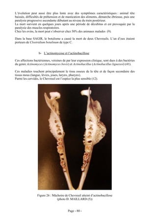 L’évolution peut aussi être plus lente avec des symptômes caractéristiques : animal tête
baissée, difficultés de préhension et de mastication des aliments, démarche ébrieuse, puis une
paralysie progressive ascendante débutant au niveau du train postérieur.
La mort survient en quelques jours après une période de décubitus et est provoquée par la
paralysie des muscles respiratoires.
Chez les ovins, la mort peut s’observer chez 50% des animaux malades (9).

Dans la base SAGIR, le botulisme a causé la mort de deux Chevreuils. L’un d’eux étaient
porteurs de Clostridium botulinum de type C.


                   b- L’actinomycose et l’actinobacillose

Ces affections bactériennes, voisines de par leur expression clinique, sont dues à des bactéries
du genre Actinomyces (Actinomyces bovis) et Actinobacillus (Actinobacillus ligneresi) (41).

Ces maladies touchent principalement le tissu osseux de la tête et de façon secondaire des
tissus mous (langue, lèvres, joues, larynx, pharynx).
Parmi les cervidés, le Chevreuil est l’espèce la plus sensible (12).




                 Figure 26 : Mâchoire de Chevreuil atteint d’actinobacillose
                                (photo D. MAILLARD (5))


                                          Page - 80 -
 