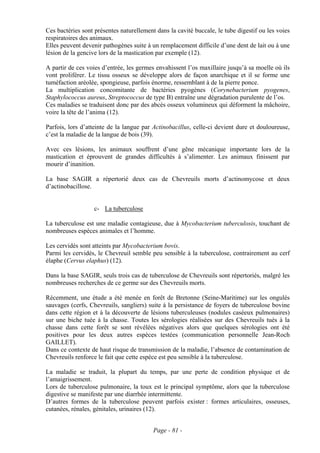 Ces bactéries sont présentes naturellement dans la cavité buccale, le tube digestif ou les voies
respiratoires des animaux.
Elles peuvent devenir pathogènes suite à un remplacement difficile d’une dent de lait ou à une
lésion de la gencive lors de la mastication par exemple (12).

A partir de ces voies d’entrée, les germes envahissent l’os maxillaire jusqu’à sa moelle où ils
vont proliférer. Le tissu osseux se développe alors de façon anarchique et il se forme une
tuméfaction aréolée, spongieuse, parfois énorme, ressemblant à de la pierre ponce.
La multiplication concomitante de bactéries pyogènes (Corynebacterium pyogenes,
Staphylococcus aureus, Streptococcus de type B) entraîne une dégradation purulente de l’os.
Ces maladies se traduisent donc par des abcès osseux volumineux qui déforment la mâchoire,
voire la tête de l’anima (12).

Parfois, lors d’atteinte de la langue par Actinobacillus, celle-ci devient dure et douloureuse,
c’est la maladie de la langue de bois (39).

Avec ces lésions, les animaux souffrent d’une gêne mécanique importante lors de la
mastication et éprouvent de grandes difficultés à s’alimenter. Les animaux finissent par
mourir d’inanition.

La base SAGIR a répertorié deux cas de Chevreuils morts d’actinomycose et deux
d’actinobacillose.


                   c- La tuberculose

La tuberculose est une maladie contagieuse, due à Mycobacterium tuberculosis, touchant de
nombreuses espèces animales et l’homme.

Les cervidés sont atteints par Mycobacterium bovis.
Parmi les cervidés, le Chevreuil semble peu sensible à la tuberculose, contrairement au cerf
élaphe (Cervus elaphus) (12).

Dans la base SAGIR, seuls trois cas de tuberculose de Chevreuils sont répertoriés, malgré les
nombreuses recherches de ce germe sur des Chevreuils morts.

Récemment, une étude a été menée en forêt de Bretonne (Seine-Maritime) sur les ongulés
sauvages (cerfs, Chevreuils, sangliers) suite à la persistance de foyers de tuberculose bovine
dans cette région et à la découverte de lésions tuberculeuses (nodules caséeux pulmonaires)
sur une biche tuée à la chasse. Toutes les sérologies réalisées sur des Chevreuils tués à la
chasse dans cette forêt se sont révélées négatives alors que quelques sérologies ont été
positives pour les deux autres espèces testées (communication personnelle Jean-Roch
GAILLET).
Dans ce contexte de haut risque de transmission de la maladie, l’absence de contamination de
Chevreuils renforce le fait que cette espèce est peu sensible à la tuberculose.

La maladie se traduit, la plupart du temps, par une perte de condition physique et de
l’amaigrissement.
Lors de tuberculose pulmonaire, la toux est le principal symptôme, alors que la tuberculose
digestive se manifeste par une diarrhée intermittente.
D’autres formes de la tuberculose peuvent parfois exister : formes articulaires, osseuses,
cutanées, rénales, génitales, urinaires (12).


                                          Page - 81 -
 