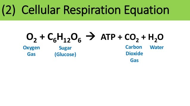 ths general biology unit 1 our environment cellular respiration notes full form of atp in biology