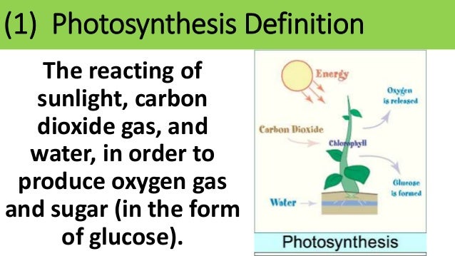 sbi4u photosynthesis lab gizmo Explore robert watts's board cellular respiration - sbi4u on pinterest | see more ideas about biology lessons, ap biology and physical science. sbi4u photosynthesis lab gizmo Explore robert watts's board cellular respiration - sbi4u on pinterest | see more ideas about biology lessons, ap biology and physical science.
