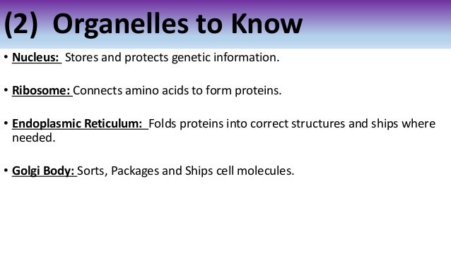 Ths general biology unit 2 our bodies cells and organelles notes_v1516