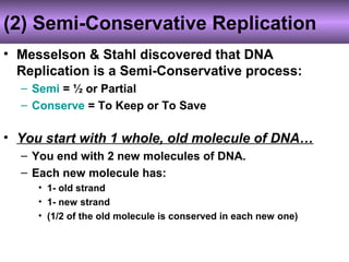 (2) Semi-Conservative Replication
• Messelson & Stahl discovered that DNA
Replication is a Semi-Conservative process:
– Semi = ½ or Partial
– Conserve = To Keep or To Save
• You start with 1 whole, old molecule of DNA…
– You end with 2 new molecules of DNA.
– Each new molecule has:
• 1- old strand
• 1- new strand
• (1/2 of the old molecule is conserved in each new one)