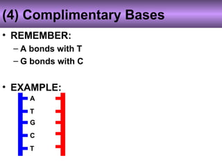 (4) Complimentary Bases
• REMEMBER:
– A bonds with T
– G bonds with C
• EXAMPLE:
A
C
G
T
T