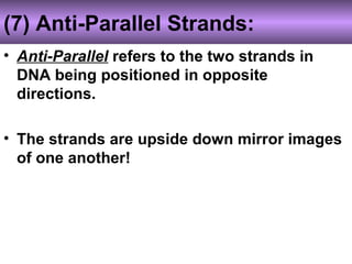 (7) Anti-Parallel Strands:
• Anti-Parallel refers to the two strands in
DNA being positioned in opposite
directions.
• The strands are upside down mirror images
of one another!
 