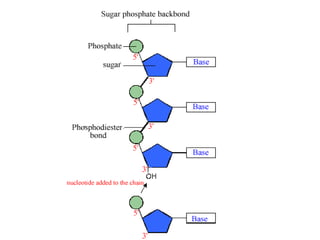 Ths general biology unit 4 heredity dna structure and function notes
